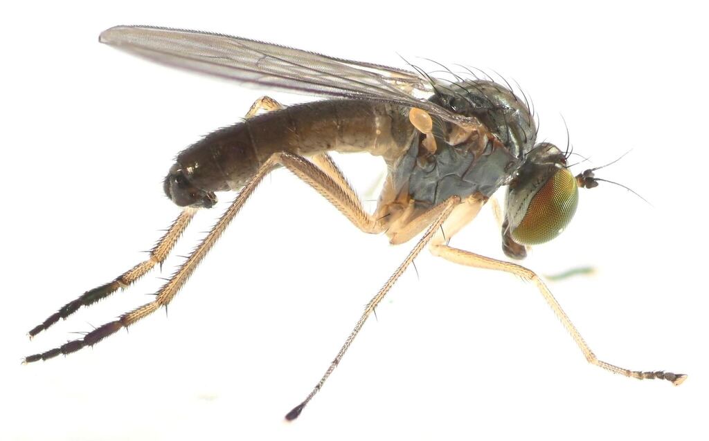 Sympycnus montanus