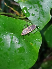 Physopelta gutta gutta