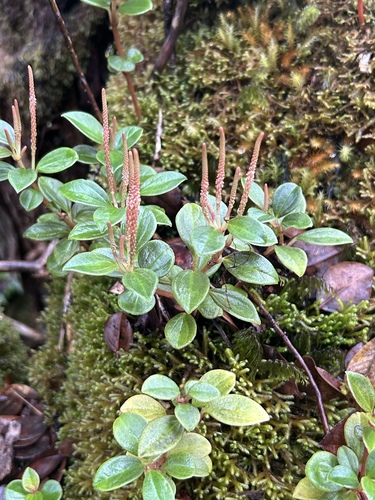 Peperomia hypoleuca observed 2025-12-30