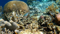 Pseudanthias huchtii