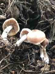 Inocybe cinnamomea