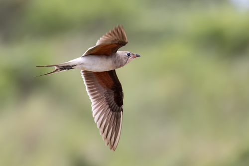 iNaturalist: (c) Niall Perrins, some rights reserved (CC BY-NC), uploaded by Niall Perrins iNaturalist image