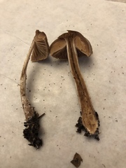 Inocybe cinnamomea