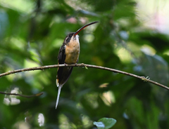 Phaethornis syrmatophorus