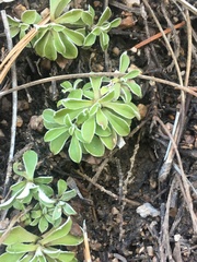 Antennaria marginata