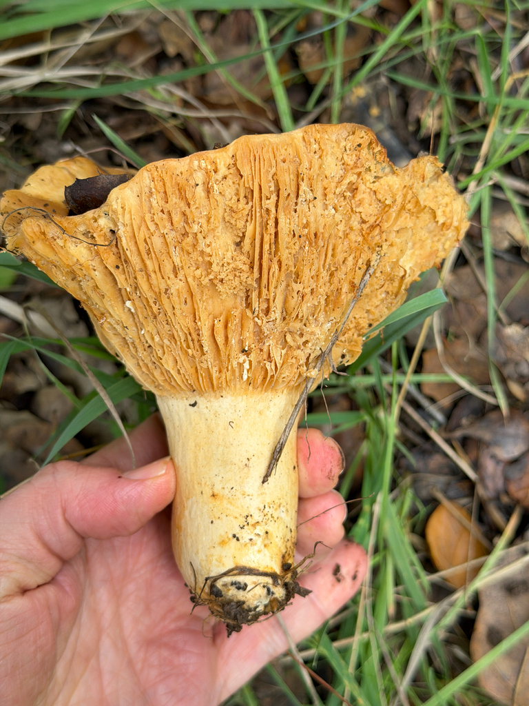 Lactarius alnicola · December 2025 · photo: © chrisalises (iNaturalist, cc-by)