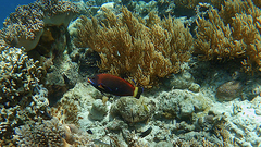 Pseudodax moluccanus