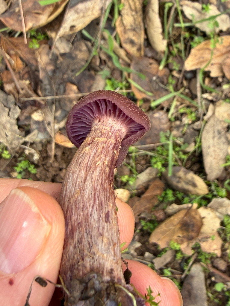 Laccaria amethysteo-occidentalis · December 2025 · photo: © chrisalises (iNaturalist, cc-by)