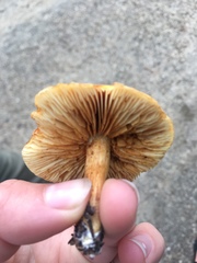 Gymnopilus rufescens