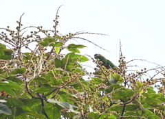 Leptosittaca branickii