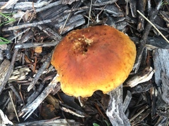 Gymnopilus rufescens
