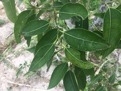 Celtis paniculata