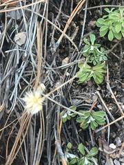 Antennaria marginata