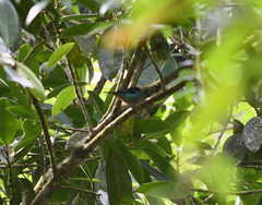 Tangara labradorides