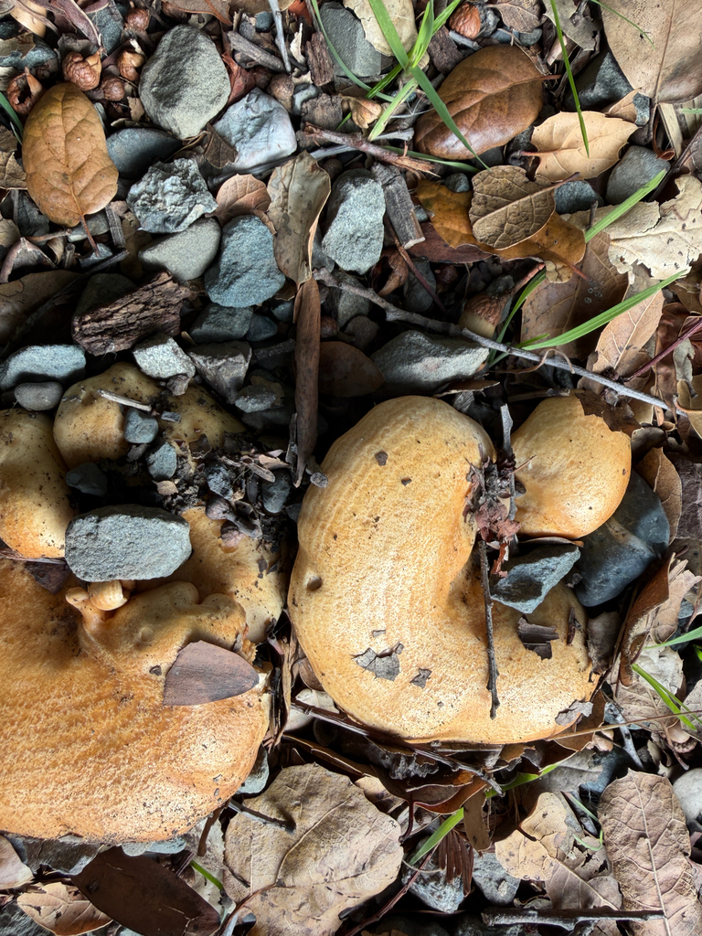 Lactarius alnicola · December 2025 · photo: © chrisalises (iNaturalist, cc-by)