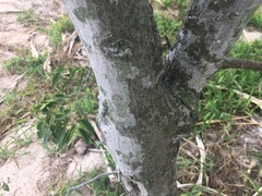 Celtis paniculata