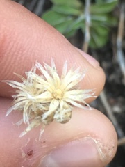 Antennaria marginata
