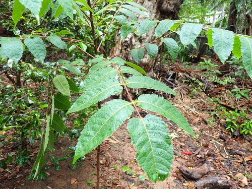 Garuga floribunda observed 2025-12-31