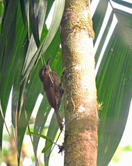 Dendrocolaptes picumnus