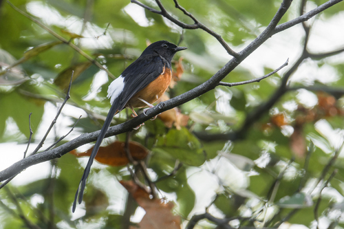 Copsychus malabaricus macrourus