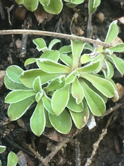Antennaria marginata