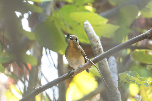 Chinese Blue Flycatcher