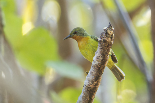 Ruby-cheeked Sunbird