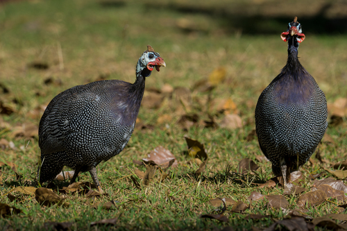 Domestic Guineafowl
