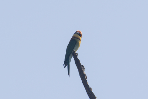 Chestnut-headed Bee-eater (Common)