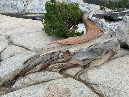 Sierra juniper (Juniperus grandis)