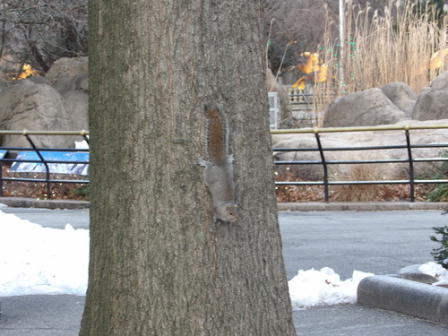 Eastern Gray Squirrel