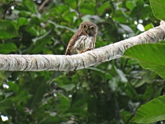 Glaucidium hardyi