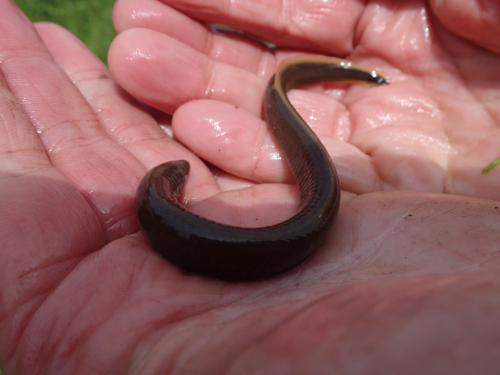 Northern Brook Lamprey