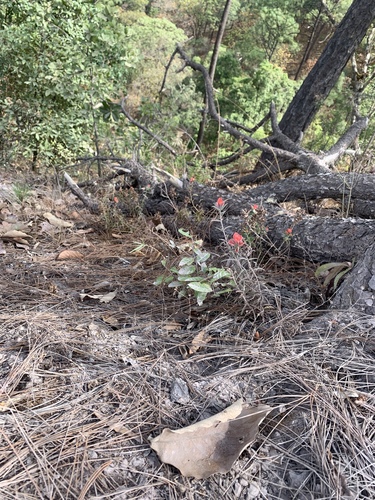 Nerved Paintbrush (Castilleja nervata)