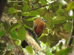 Perissocephalus tricolor