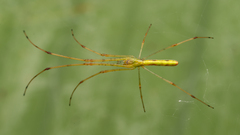 Tetragnatha