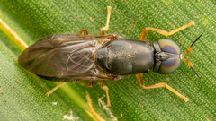 Stratiomyidae
