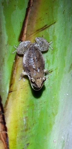 Montserrat Whistling Frog, Eleutherodactylus montserratae