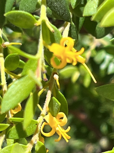 Persoonia myrtilloides observed 2025-12-31
