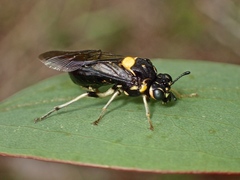 Pergagrapta bicolor