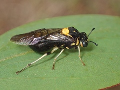 Pergagrapta bicolor