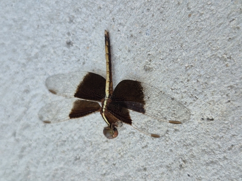 Pied Paddy Skimmer