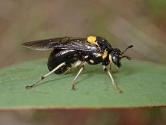 Pergagrapta bicolor