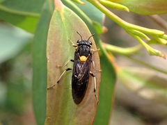 Pergagrapta bicolor