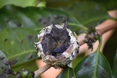 Saucerottia beryllina