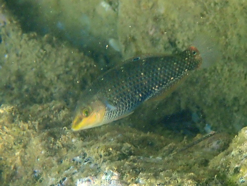 Argus wrasse (Halichoeres argus) — Labridae — 5