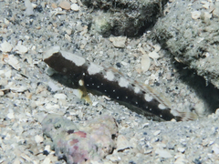 Saddled Prawn-Goby photo 2
