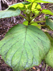 Cyrtandra platyphylla