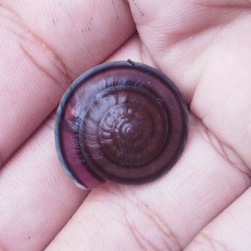 Dyakia regalis observed 2025-08-02