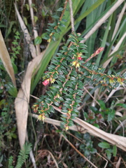 Disterigma balslevii